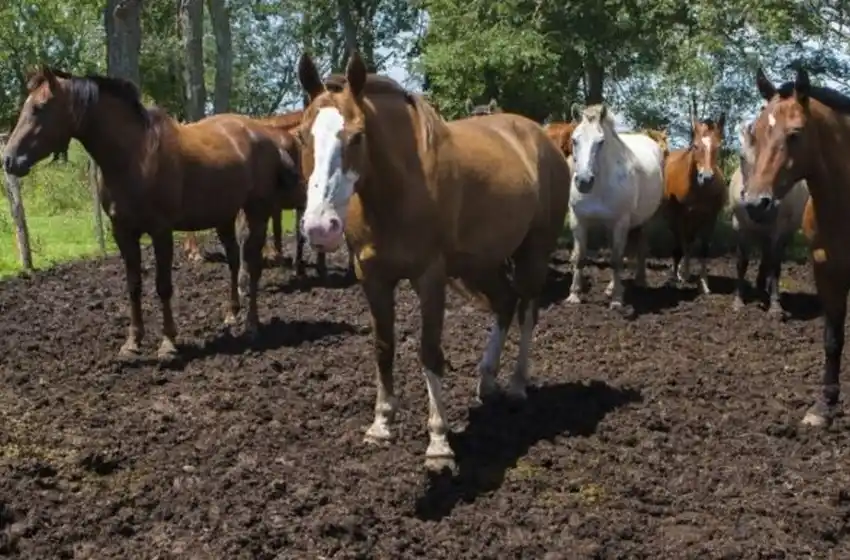 En la provincia de Buenos Aires hay 303 casos confirmados de encefalomielitis equina