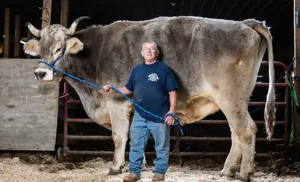 El toro más alto del mundo