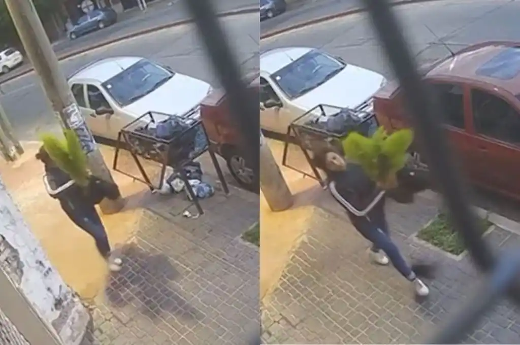 Se llevaba las plantas de un comercio