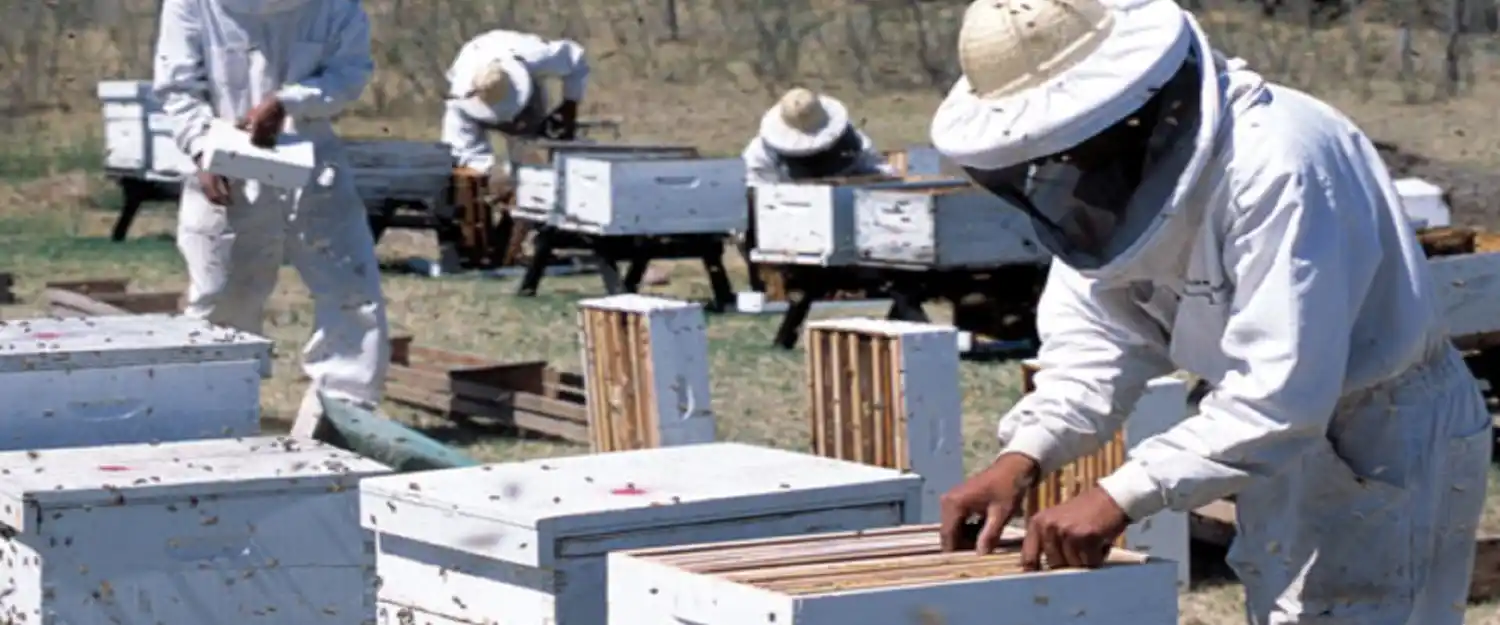 Empresas entrerrianas exportarán miel a China