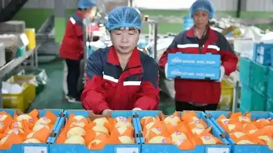 China realizó su primera exportación de peras a Argentina