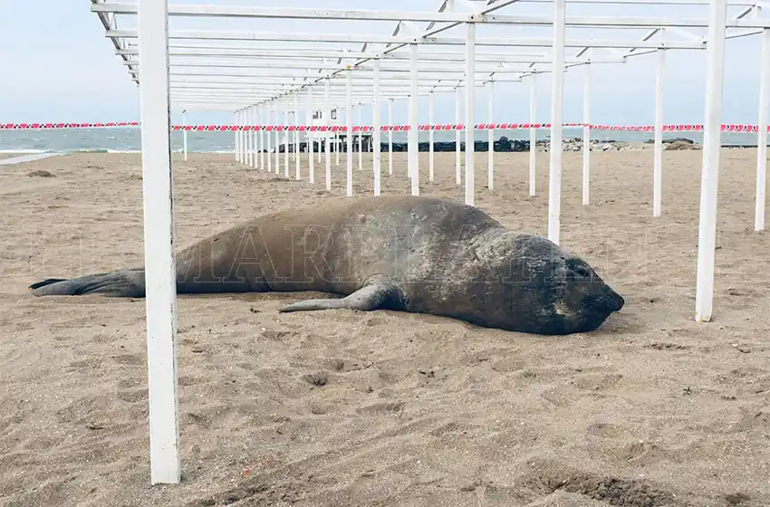 Un elefante marino sorprendió a los marplatenses que caminaban por La Perla