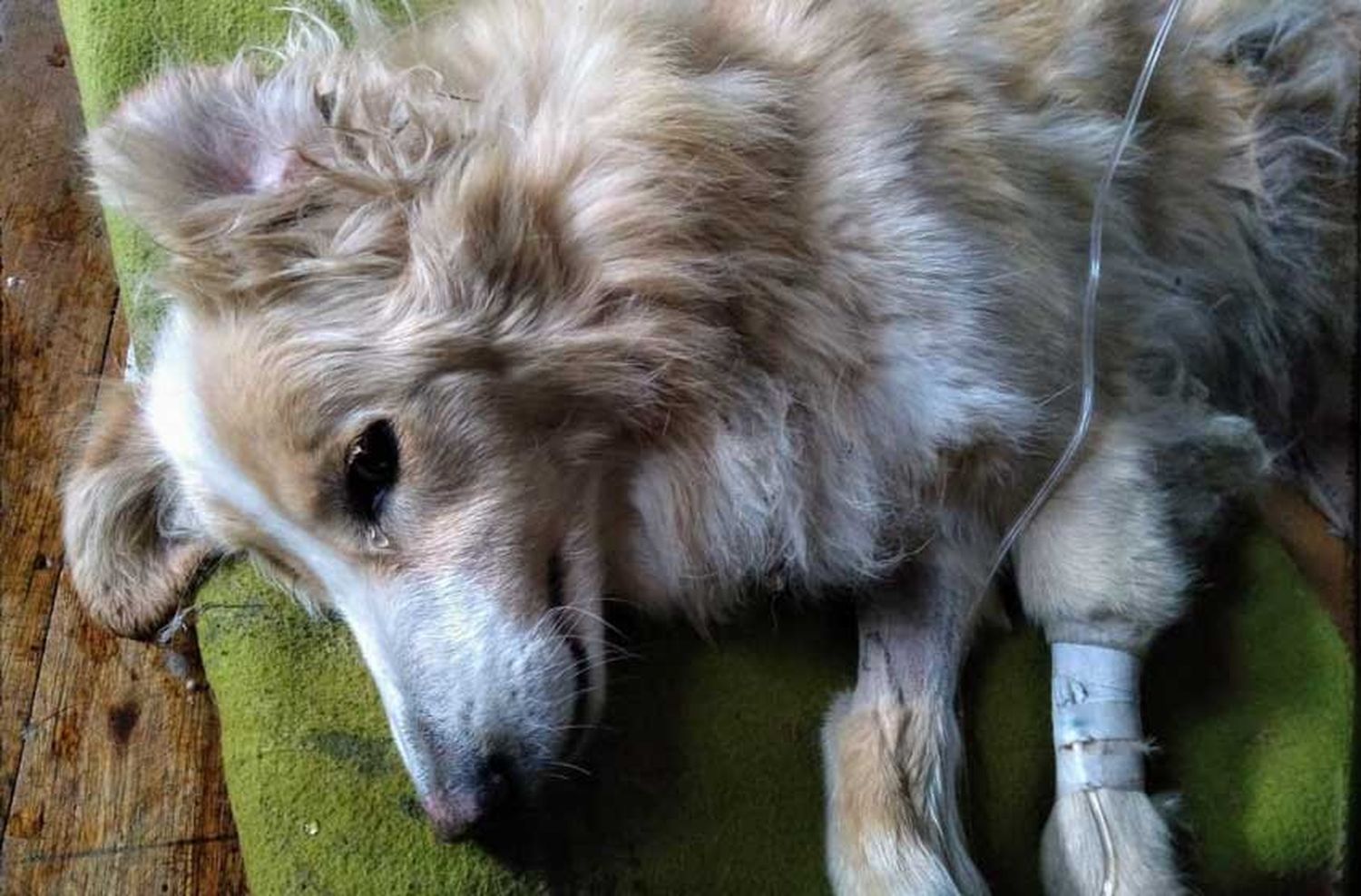 Ola de perros envenenados en Sierra de los Padres