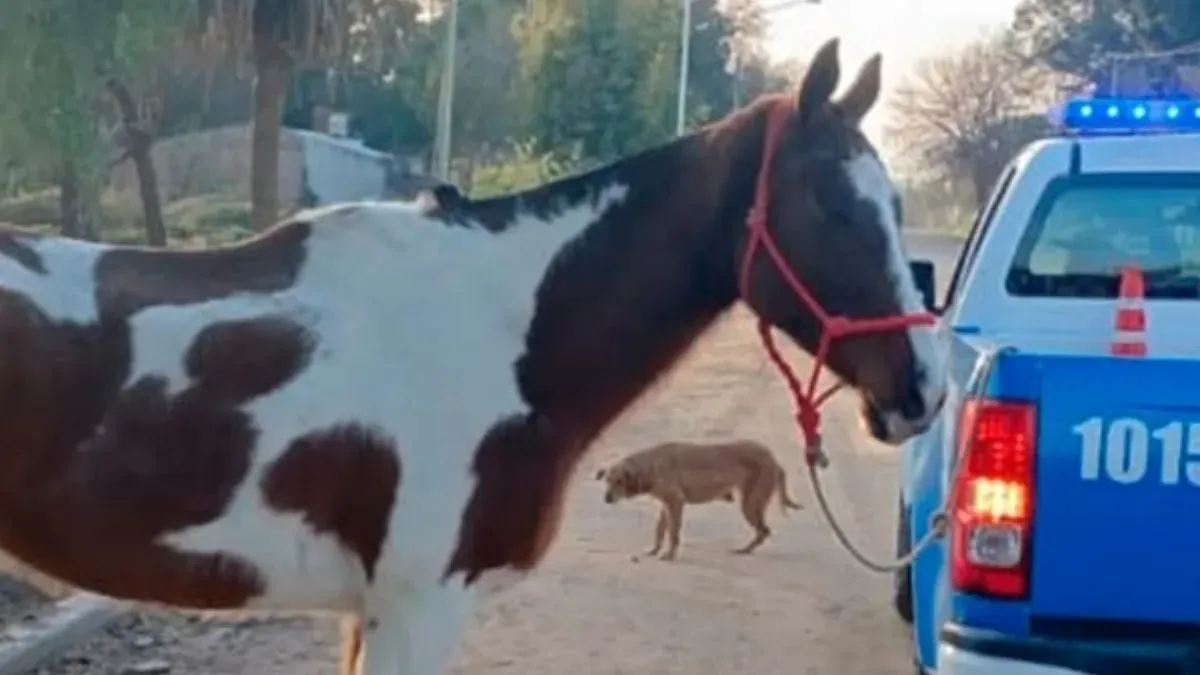 Robaron hasta la yegua de una vivienda mientras el dueño dormía.