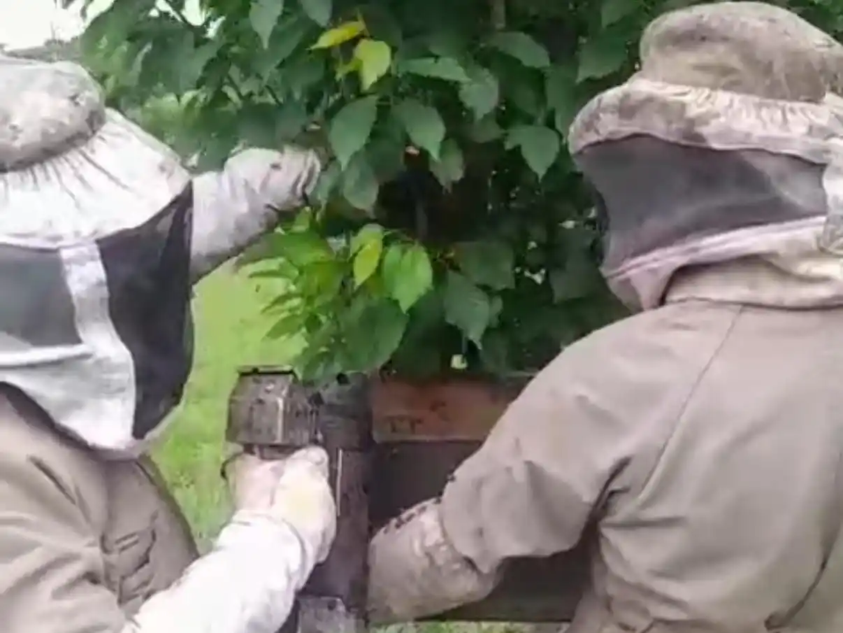 caza emjambres 29-11-25 - 1