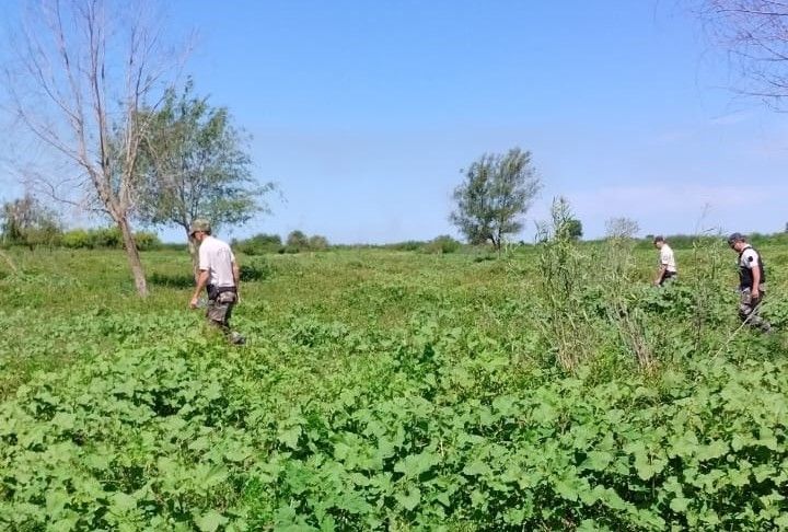 La Policía Rural y el propietario de los animales no detuvieron la recorrida por diferentes campos de la zona.