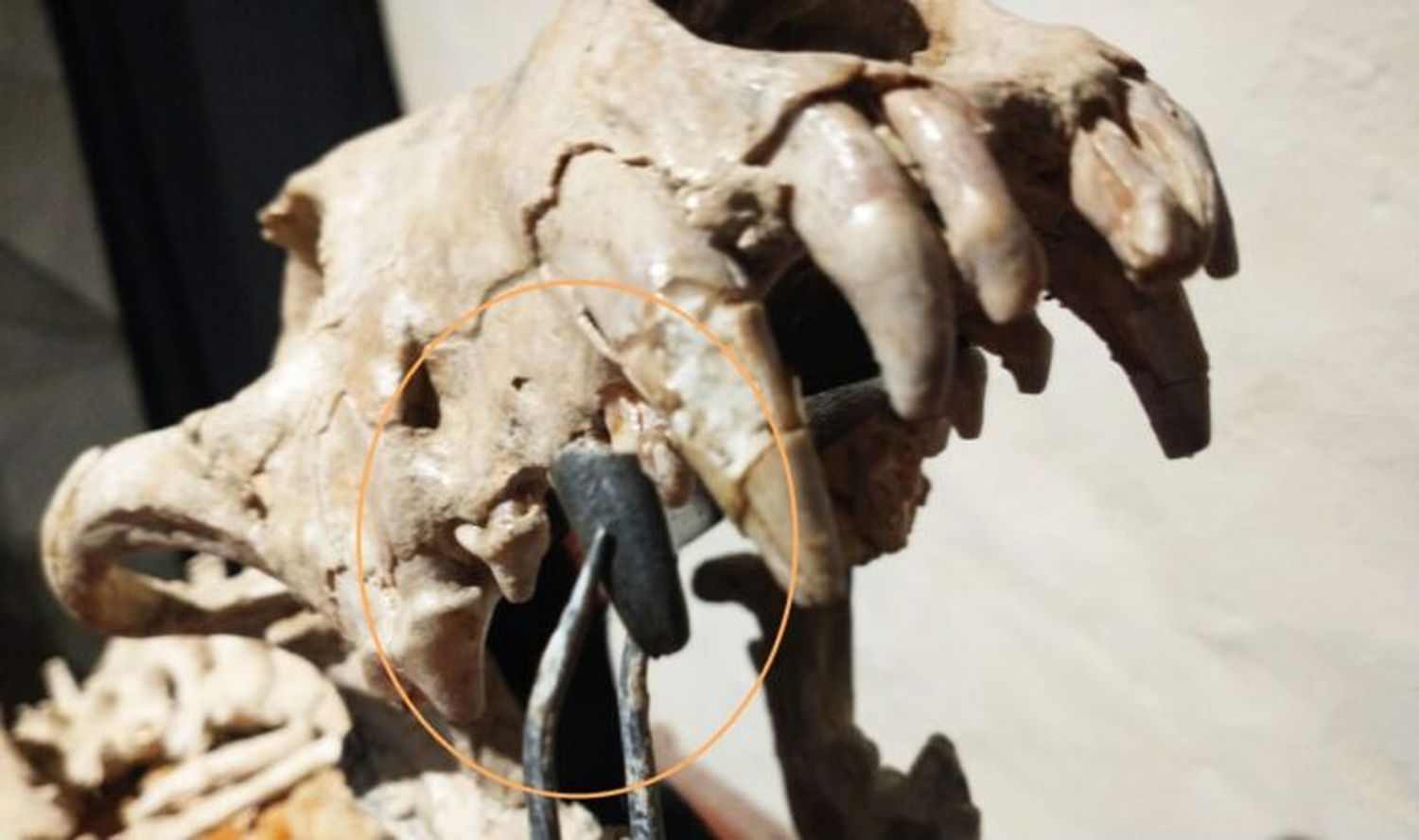 Descubrieron vestigios de un pariente del perro que vivió hace 200 mil años