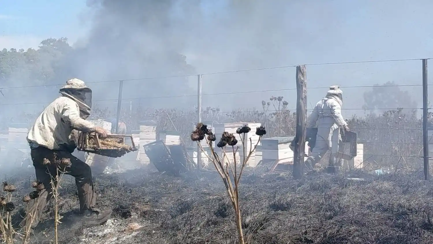 Siniestro. De proporciones en la zona de Energía, provocó la muerte de miles de abejas que estaban en las casillas