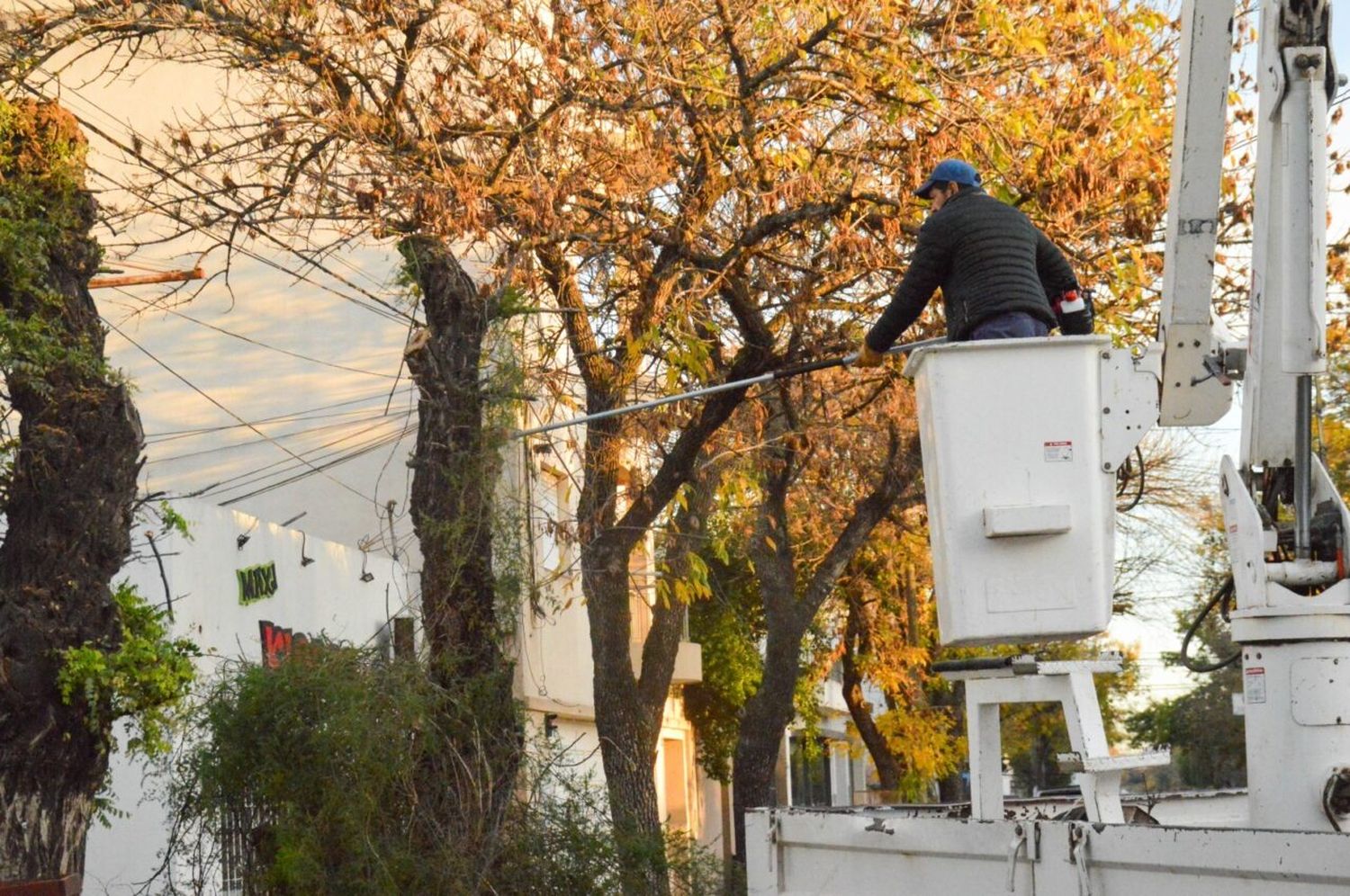 El gobierno municipal refuerza las tareas de poda, desmalezado y limpieza