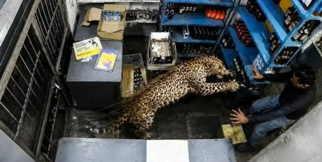 Un leopardo irrumpió en una licorería de India y atacó a uno de los empleados