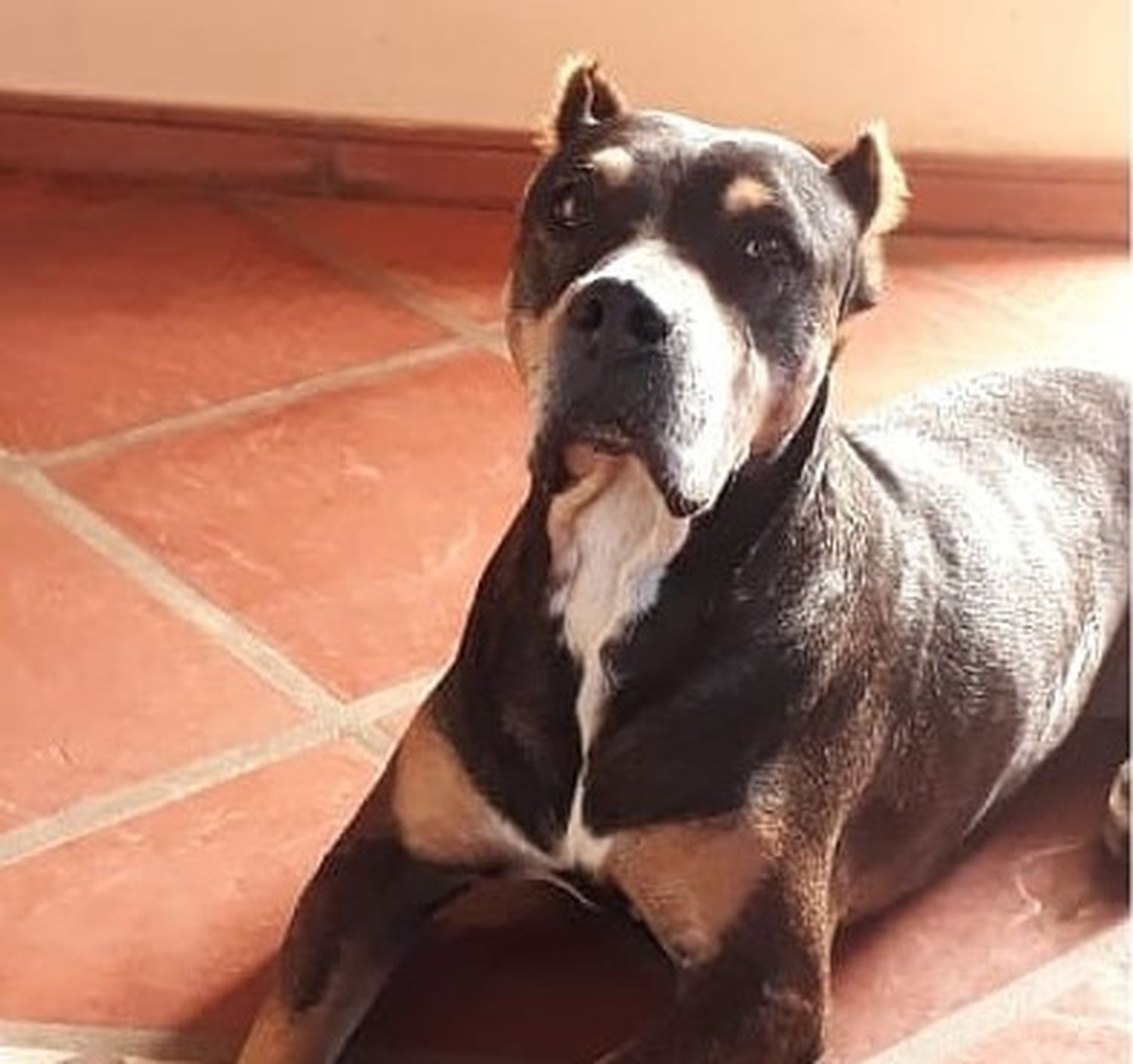 Buscan a Lucy