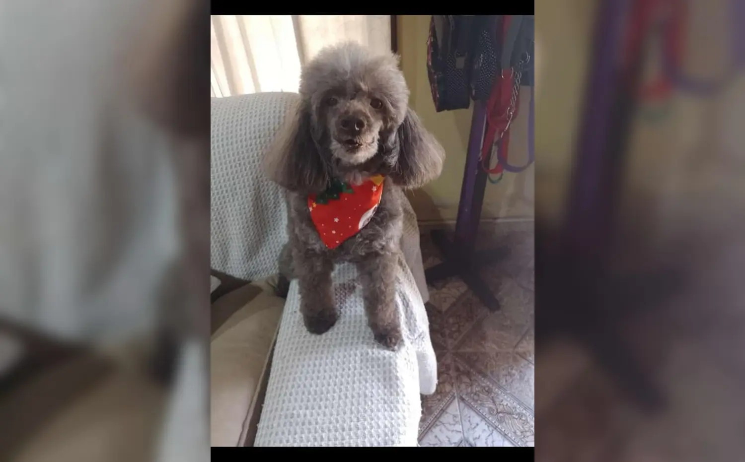 Sandra busca a su caniche