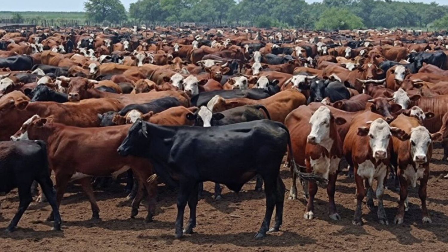 La Gallareta: un importante productor denunció que le faltaban más de 200 novillos pero eran menos