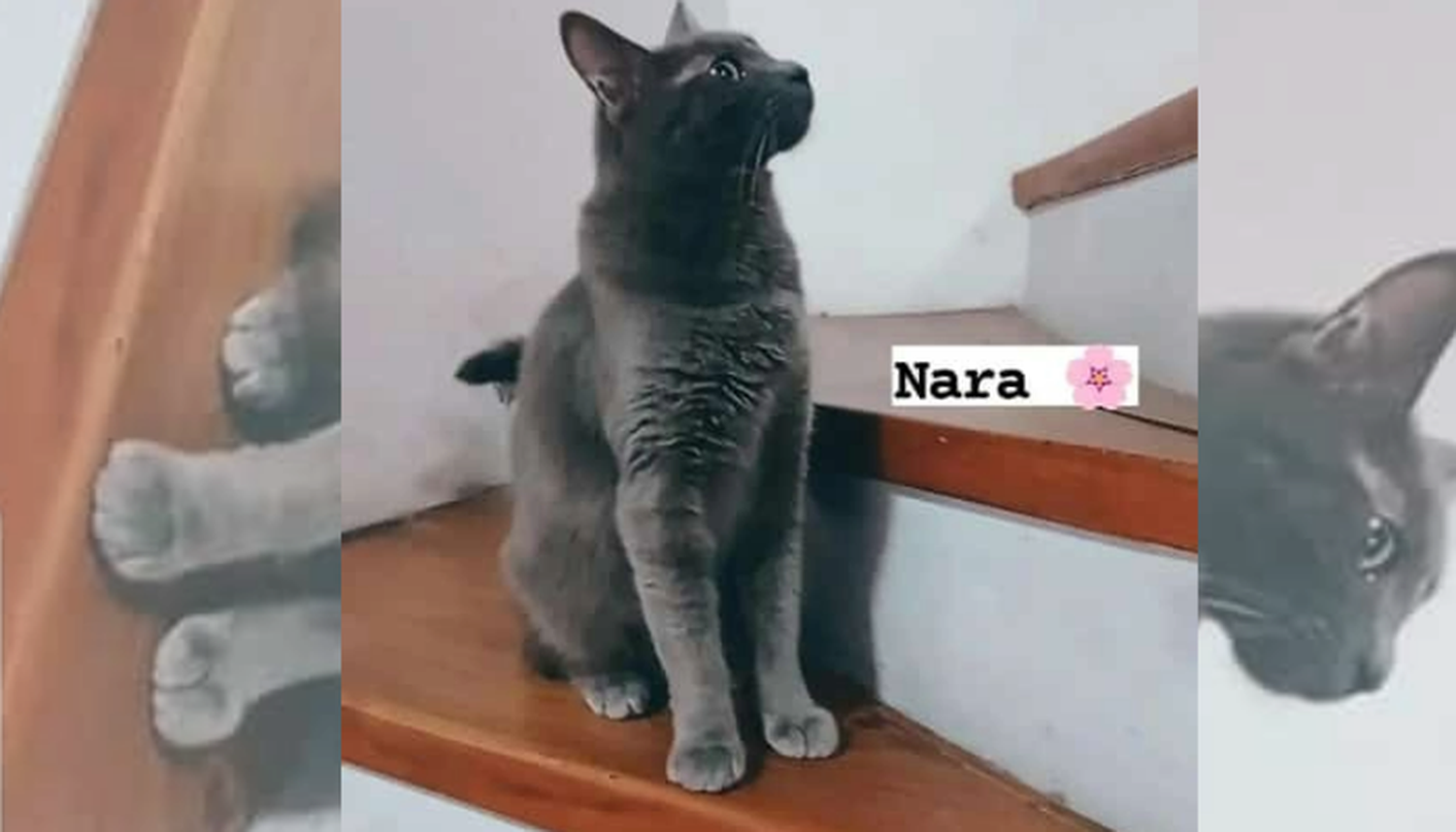 Mascotas: buscan a Nara