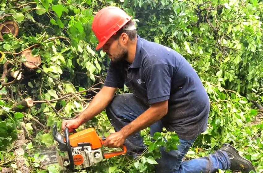 Abrió la inscripción para el Curso de Podador Urbano Artesanal 2023