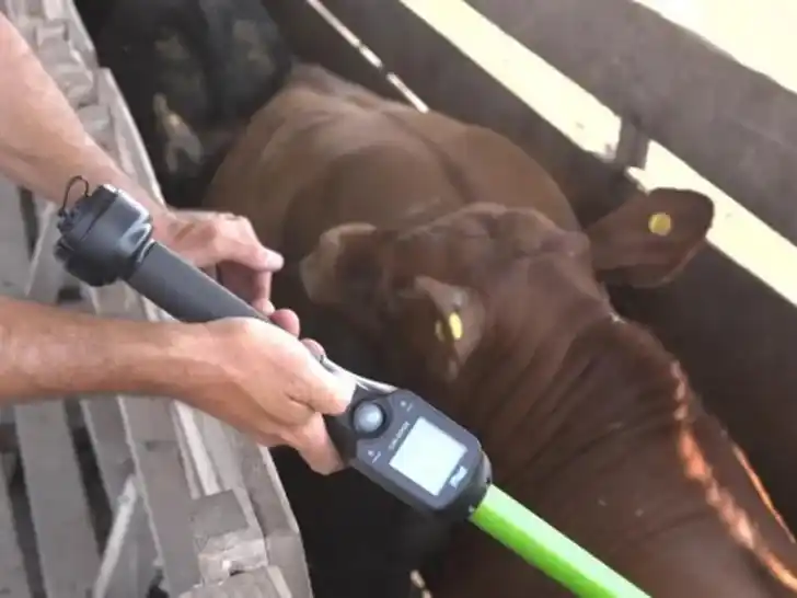 La trazabilidad electrónica genera gran expectativa en la ganadería