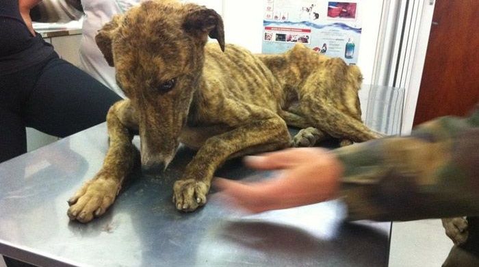 Pilar: Rescatan 17 galgos desnutridos