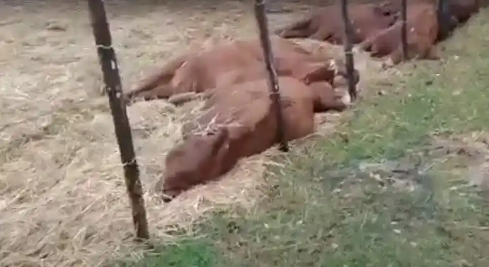 Video captura el momento exacto del rayo que mató a 13 terneros