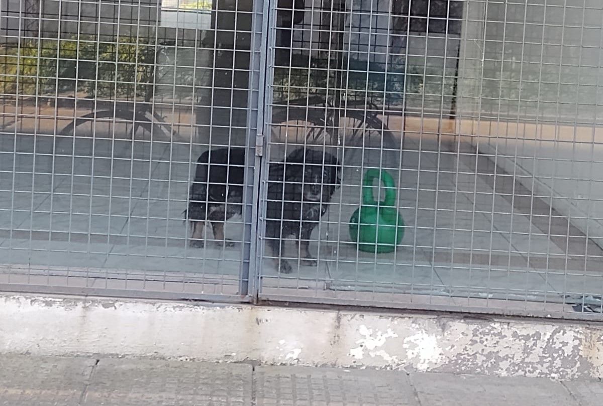 El vecino reportó la foto para avisar a los dueños del gimnasio que liberen a esta mascota.