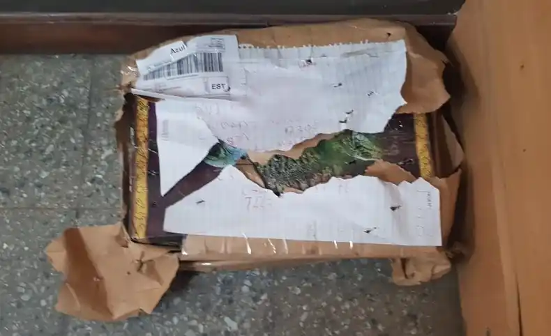 Azul: Escucharon ruido dentro de una encomienda y descubrieron un lagarto que compró un chino por internet