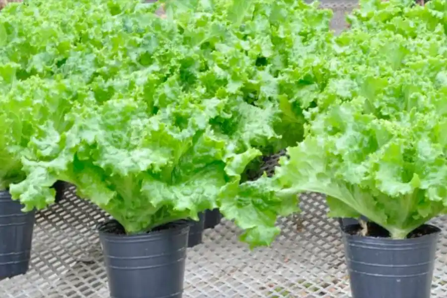 El INTA desarrolló una “súper lechuga” con más hojas por planta y el doble de peso