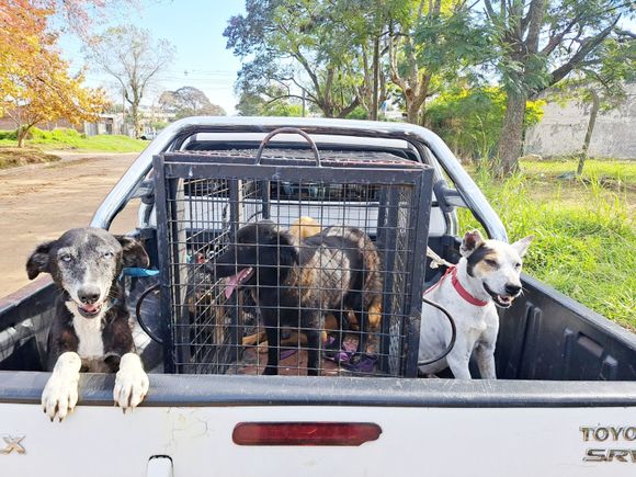 Secuestro de droga y armas. Un detenido y 23 animales rescatados
