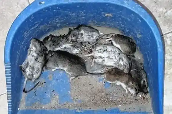 ¿Invasión de ratas? Encontraron hasta 30 especímenes muertos por día en una localidad santafesina