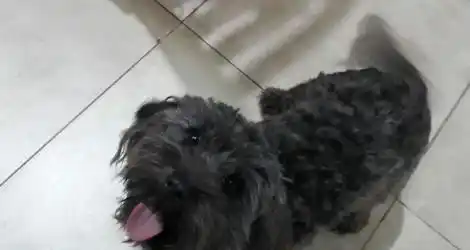 Mascota encontrada