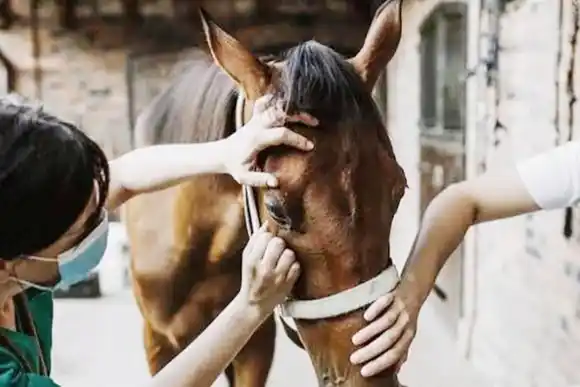 Confirmaron casos de encefalomielitis equina en campos de Ibicuy, Médanos, Los Conquistadores y Federación