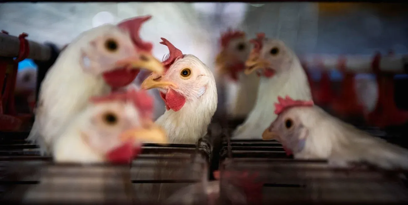 China suspendió importaciones de pollo argentino tras un nuevo brote de gripe aviar. Crédito: Reuters.