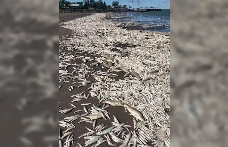 Laguna de Gómez: El viento arrastró a la costa miles de peces muertos en Junín