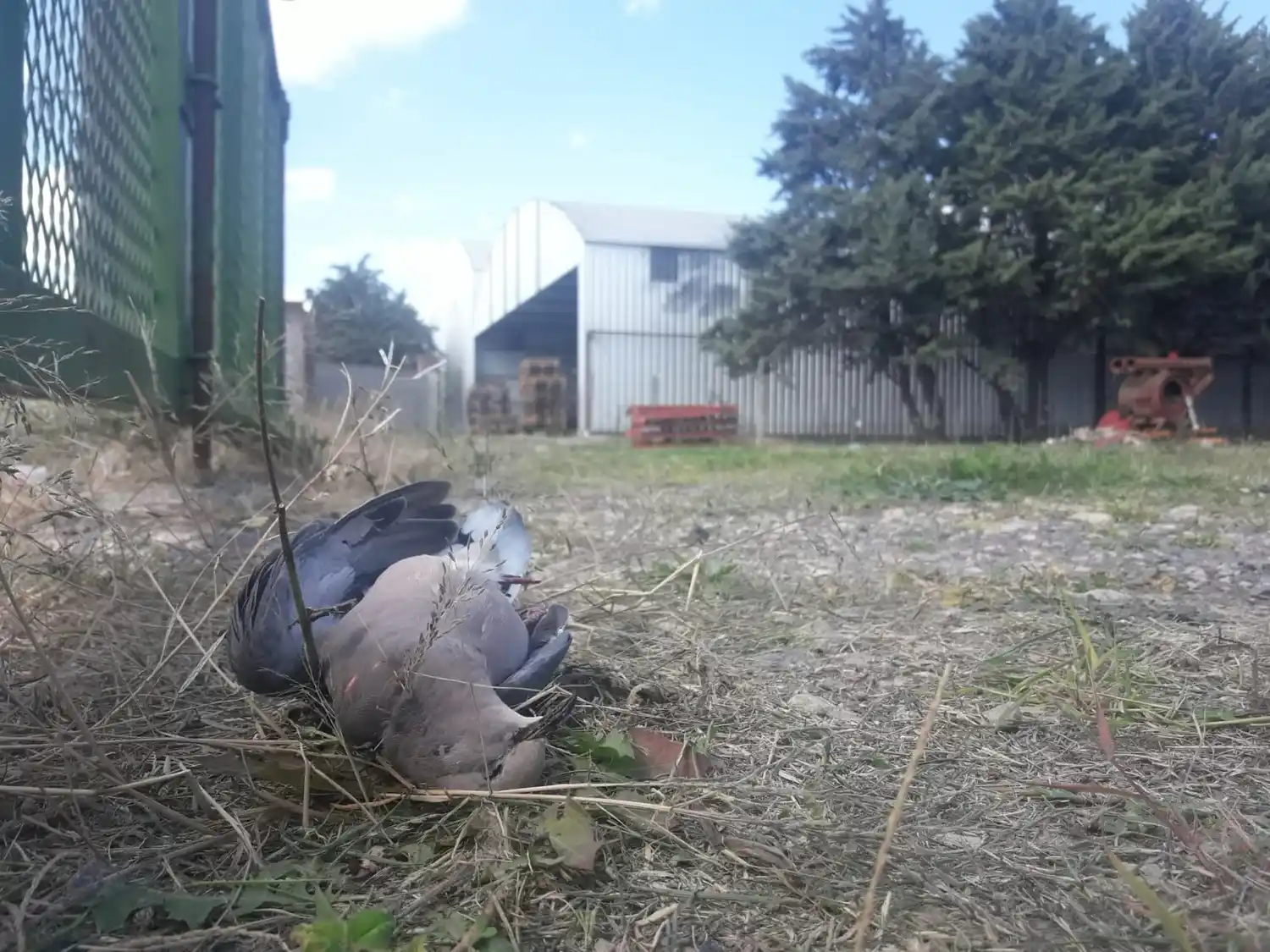Un empresario dio a conocer que envenenaron animales en el Parque Industrial