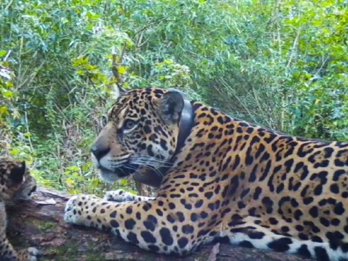 Esteros del Iberá: nacieron dos yaguaretés silvestres