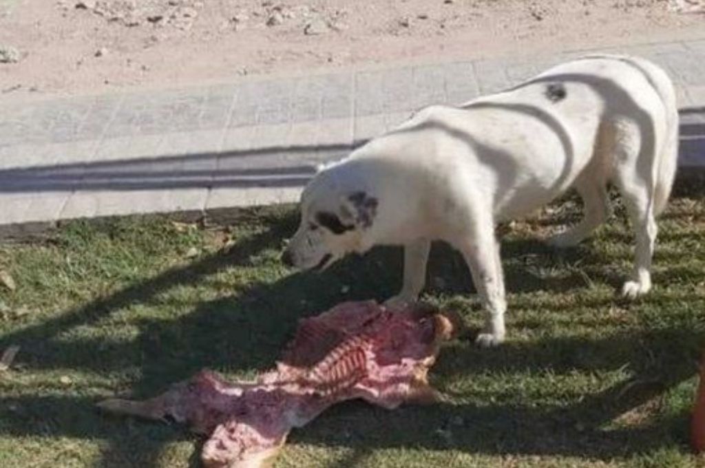 Fin de fiesta: un perro les robó un lechón a un grupo de concejales