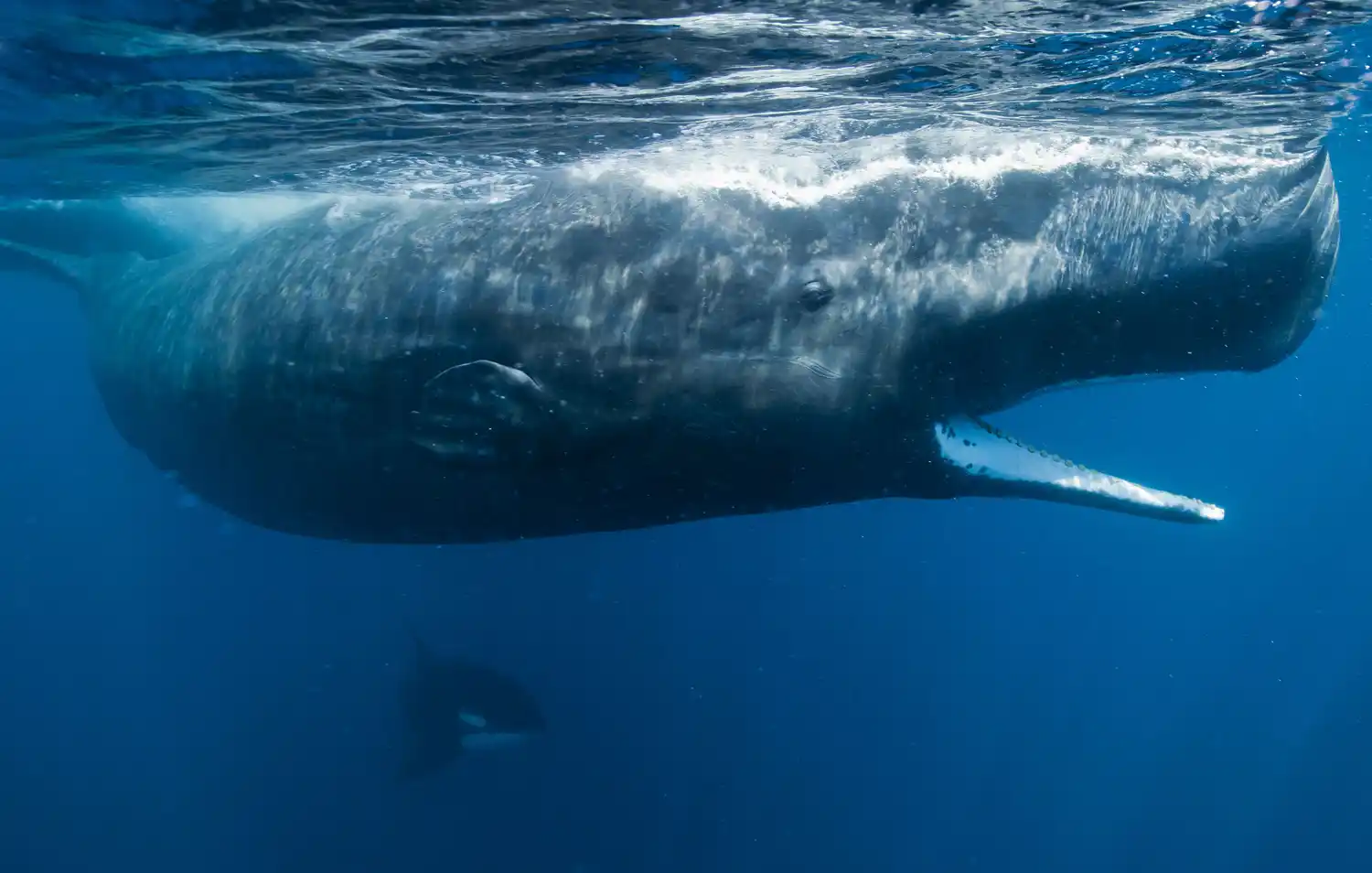 Greenpeace: “Nuestros océanos están en jaque”