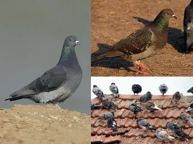 Las palomas, una creciente población, cada vez más visible en nuestra ciudad