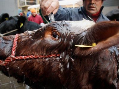 Día del Trabajador Rural: historia, derechos y esfuerzo en el campo