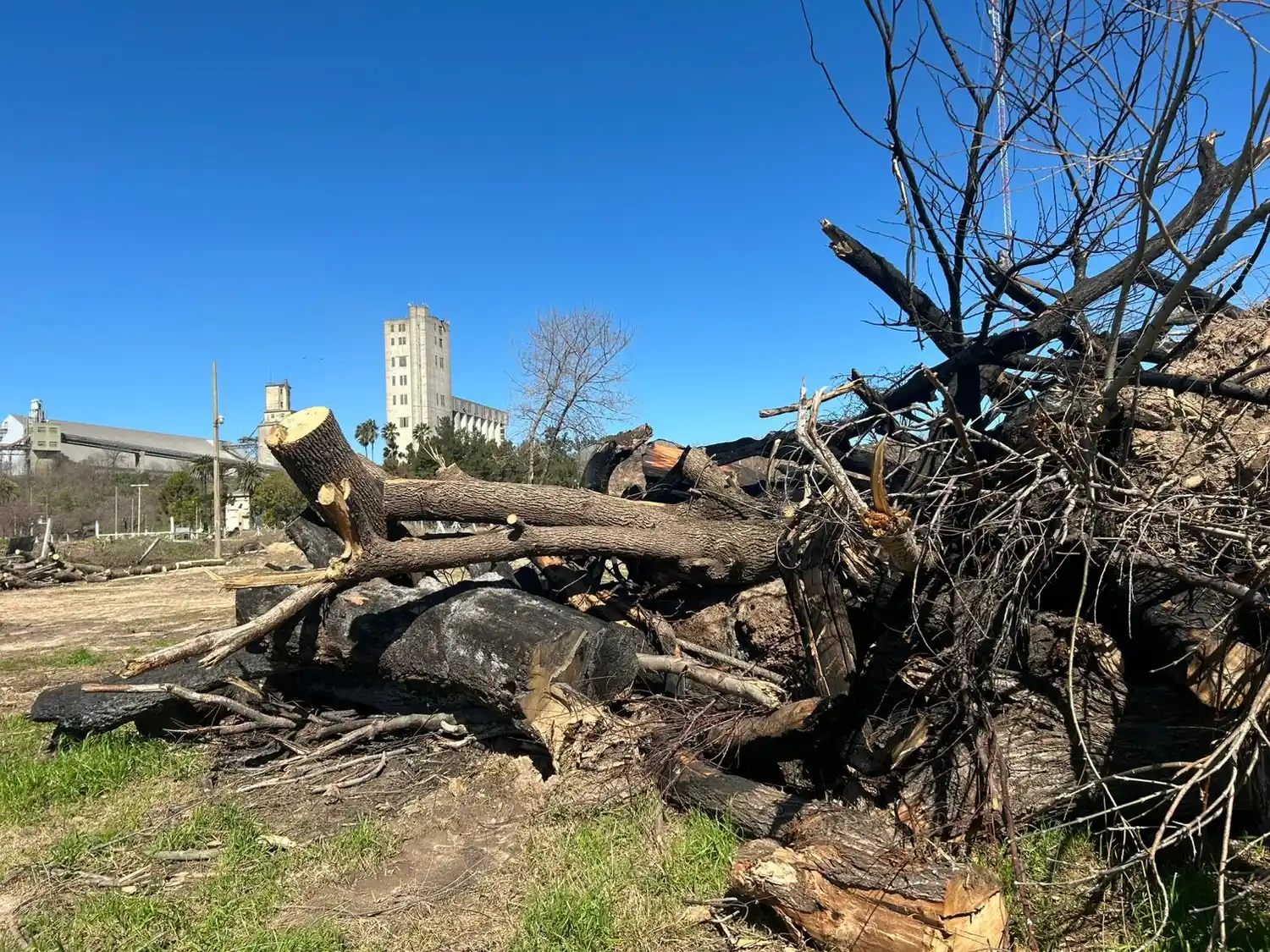 árboles amontonados en el predio de pesca y casting