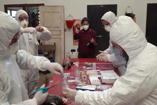 REFUERZAN EN ENTRE RÍOS LA DETECCIÓN TEMPRANA DE INFLUENZA AVIAR EN AVES SILVESTRES Y DE CORRAL