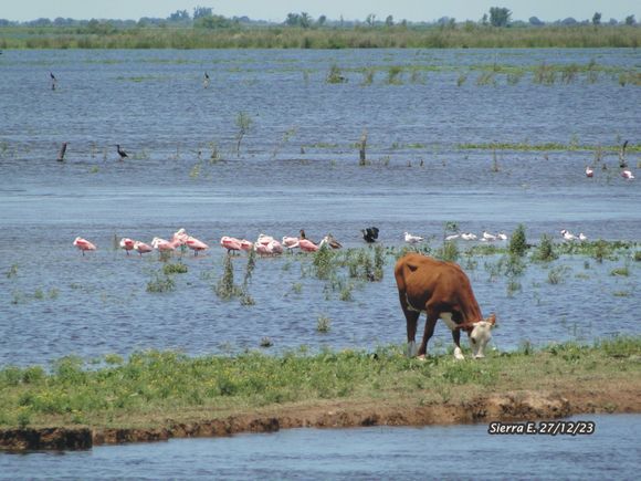 Día de los Humedales: "Le hace falta más agua al delta para recuperarse"