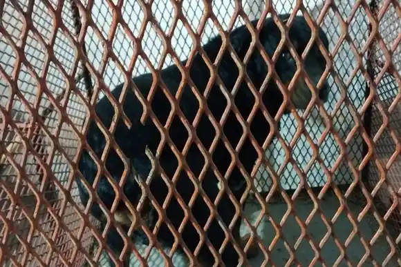 Tensión en zona oeste por un perro agresivo: una vecina resultó herida