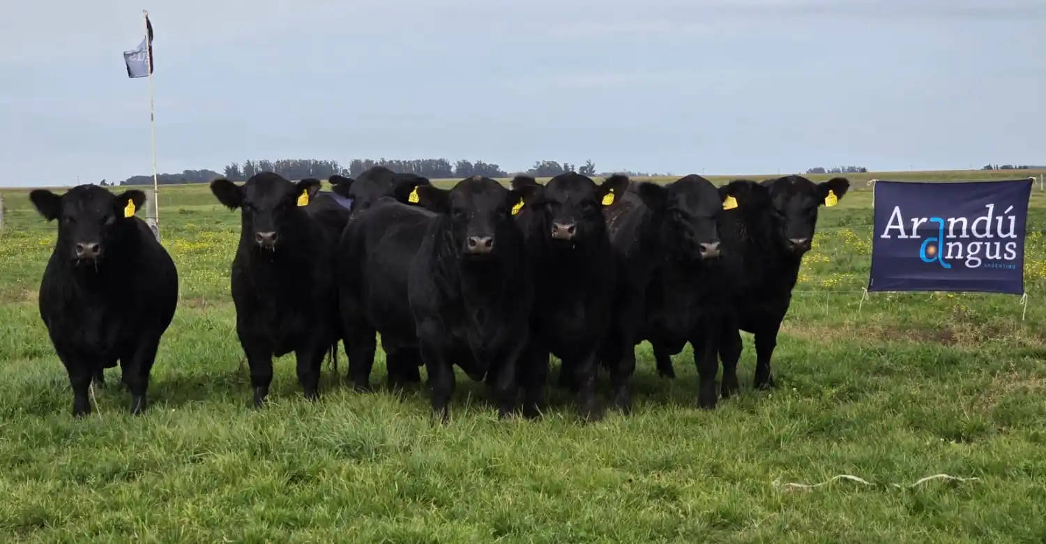 Los Angus de la región invaden la arena de Palermo