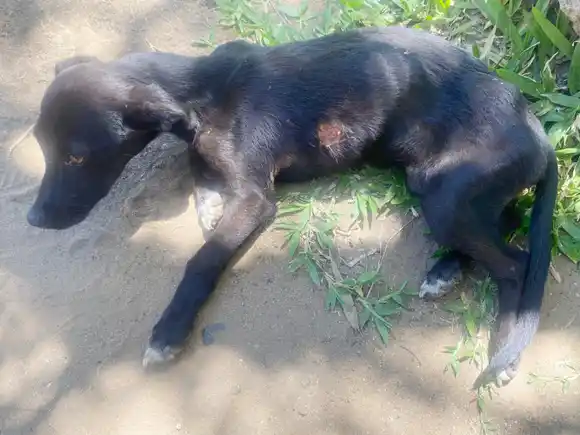 Maltrato animal: rescatan a una perra y se inician actuaciones judiciales