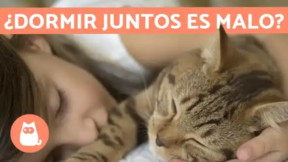 dormir con el gato en la cama es bueno?