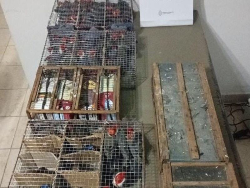 Más de cien aves silvestres que eran traficadas en un colectivo fueron rescatadas en la provincia.