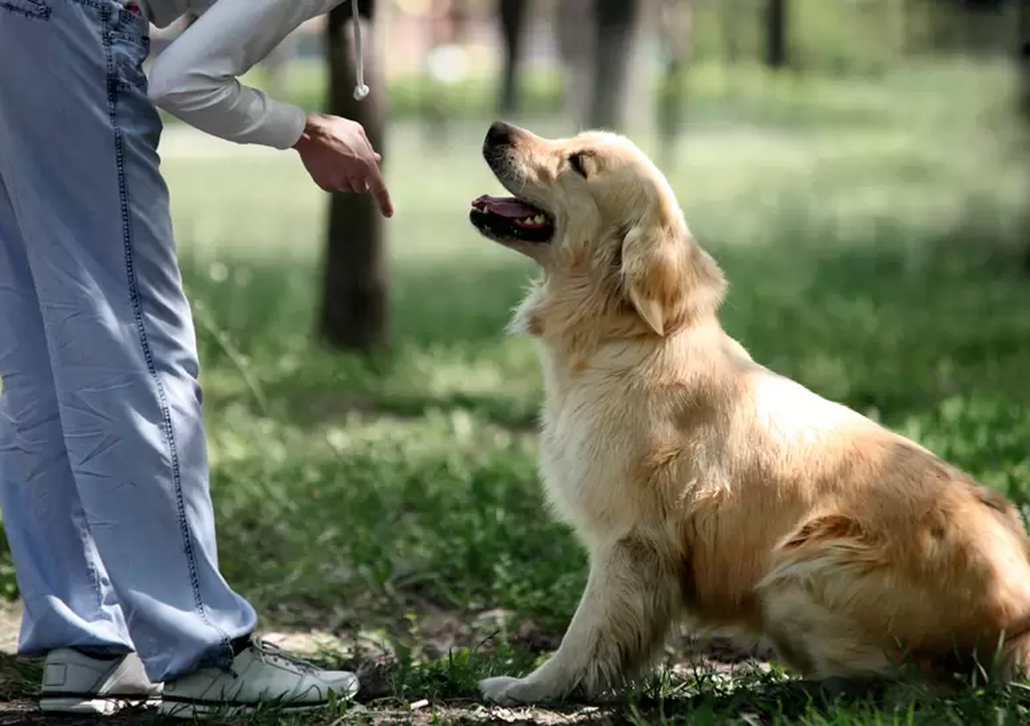 “Sentate” y “quieto”: cómo los perros comprenden las órdenes humanas según la ciencia