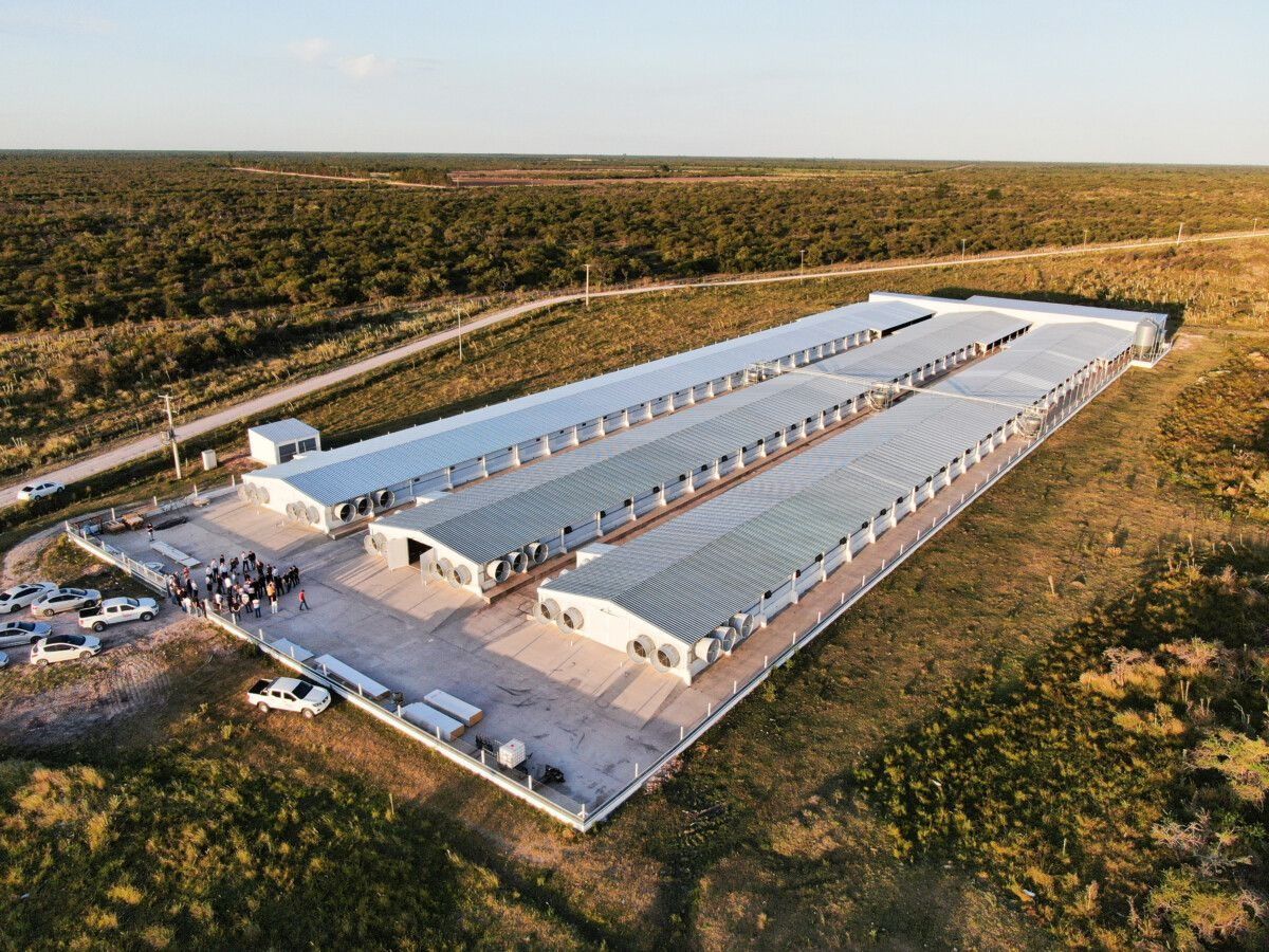 Innovación y bioseguridad en la avicultura argentina: el impacto de COBISE 1 y COBISE 2