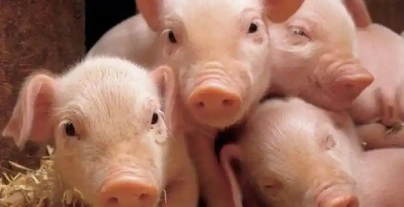 Enorme avance científicos argentinos: obtuvieron 5 lechones para lograr órganos capaces de ser trasplantados a los humanos