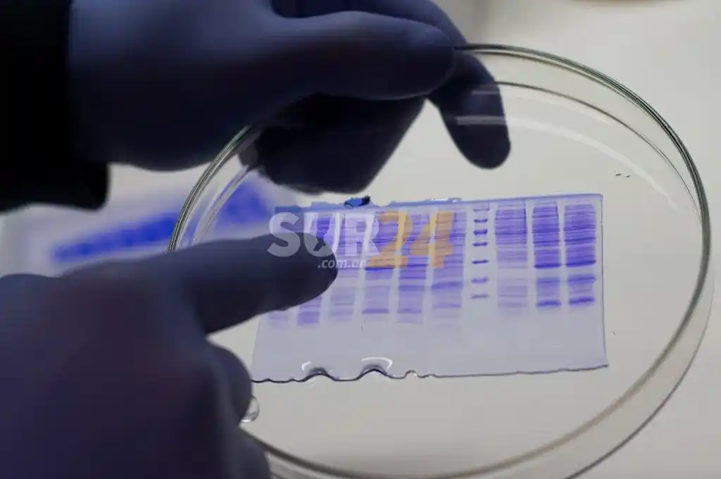 Coronavirus: el antiviral de un laboratorio santafesino obtuvo 97% de eficiencia en Fase 1