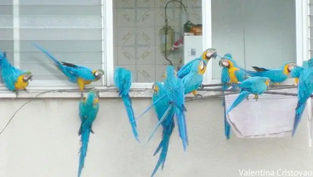 Guacamayas 